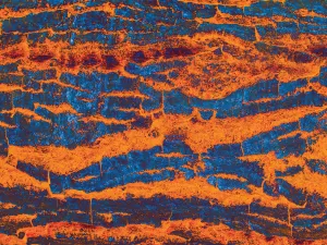 Colorful Bark 03