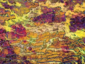 Colorful Bark 05