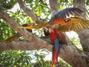 Colorful Costa Macaws