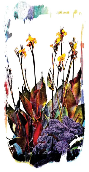Colorful Nature