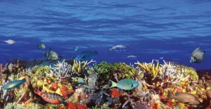Colorful Reef Swimmers