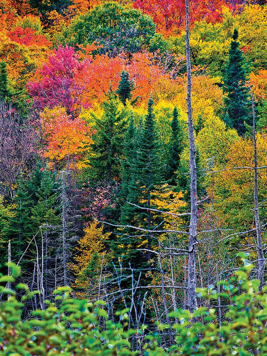 Colorful Trees